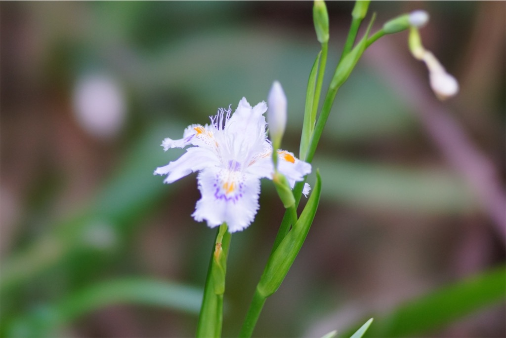 f:id:kotarogram:20200412222828j:image