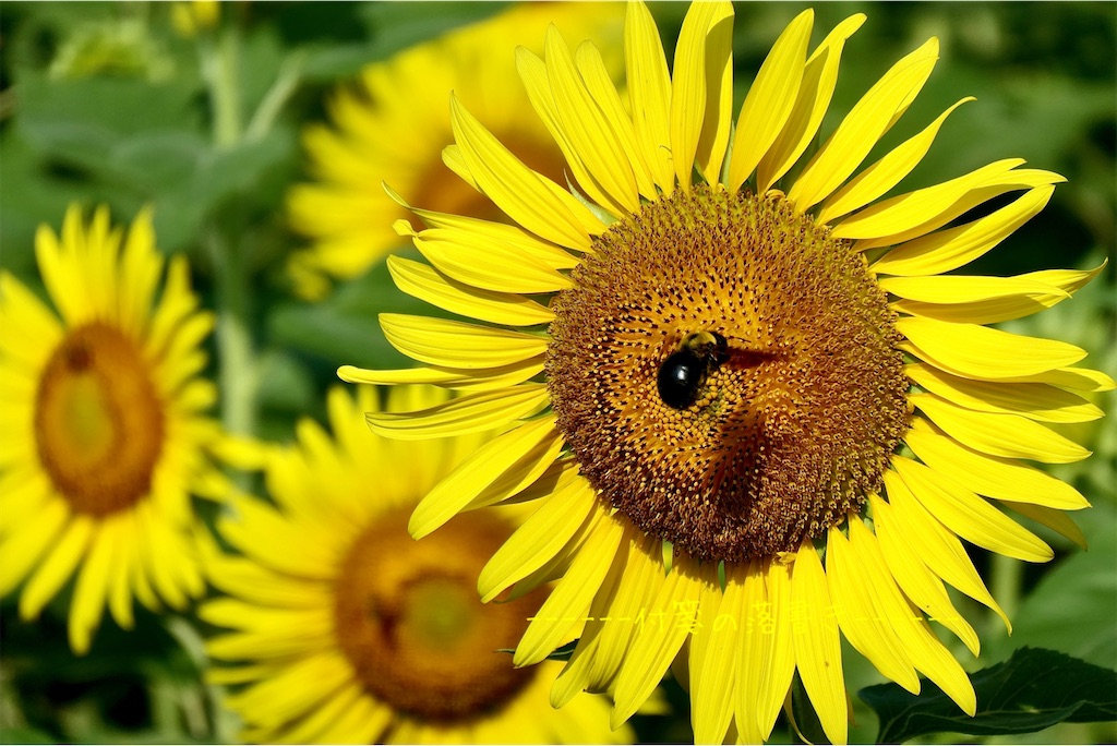 f:id:kotarogram:20230802162759j:image