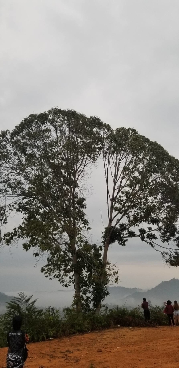 f:id:kotarou39:20191201170355j:plain