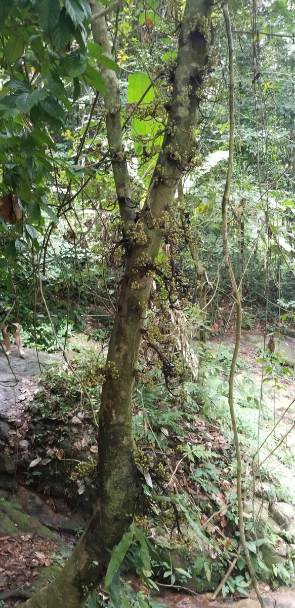 f:id:kotarou39:20191201171212j:plain