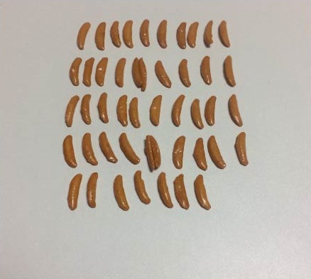 f:id:kotarou_gohan:20200721220017j:plain