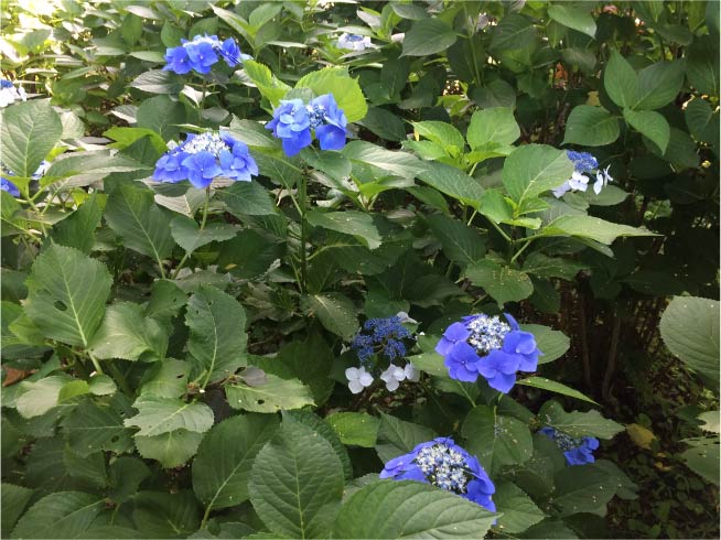 f:id:kotarou_gohan:20200729213729j:plain