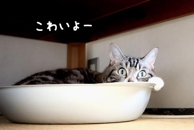 f:id:kotarou_gohan:20200815223425j:plain f:id:kotarou_gohan:20200815223425j:plain