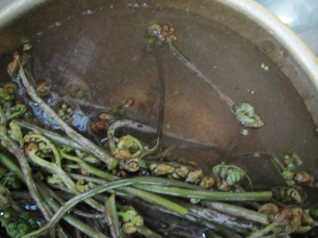大量のわらびどうする あく抜き方法から初心者が作ったわらび料理まで こたつでみかん子育て日記 大量のわらびどうする あく抜き方法から初心者が作ったわらび料理まで こたつでみかん子育て日記