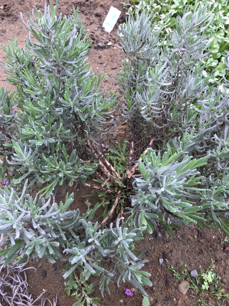 f:id:kotatuman205:20190502000246j:image f:id:kotatuman205:20190502000246j:image
