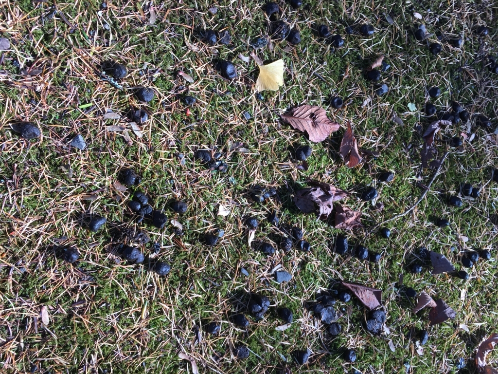 f:id:kotatusima:20171122213506j:plain