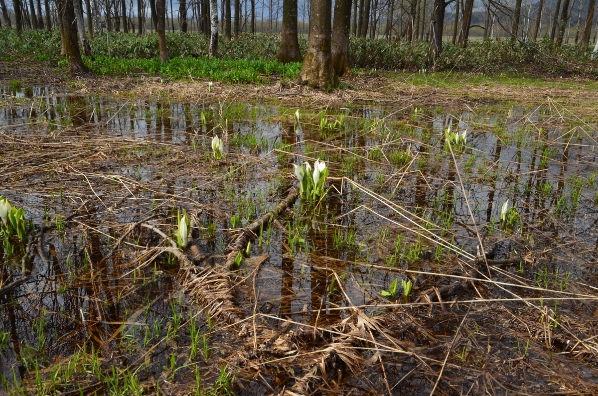 f:id:kotatusima:20190529140553j:plain