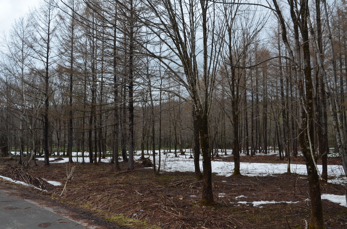 f:id:kotatusima:20190529140911j:plain