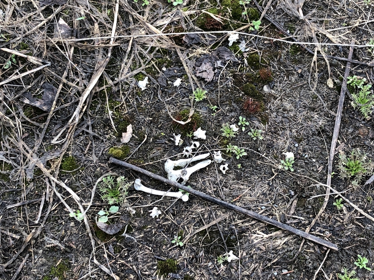 f:id:kotatusima:20190529141220j:plain