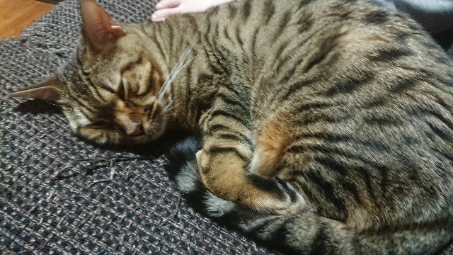 f:id:kote2bengal:20190323074425j:image