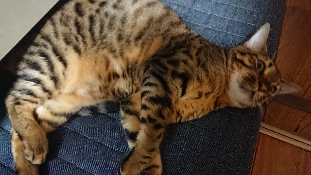 f:id:kote2bengal:20190720144010j:image f:id:kote2bengal:20190720144010j:image