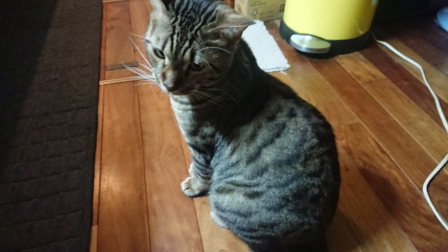 f:id:kote2bengal:20190824205326j:image