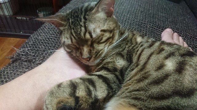 f:id:kote2bengal:20191221231934j:image