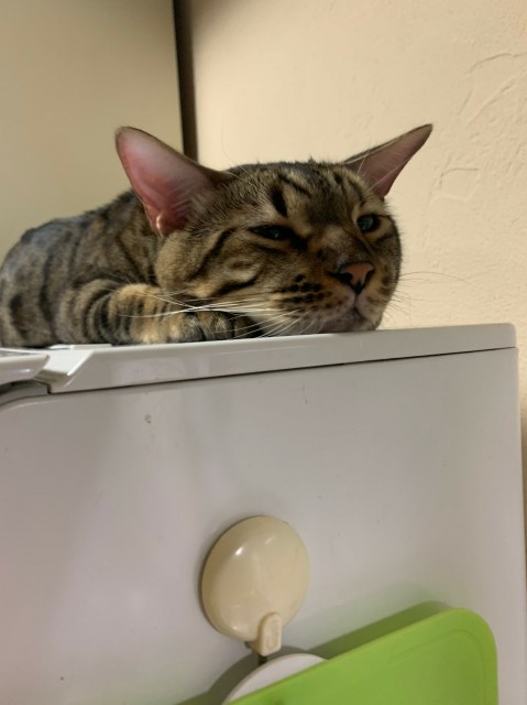 f:id:kote2bengal:20200113201242j:image