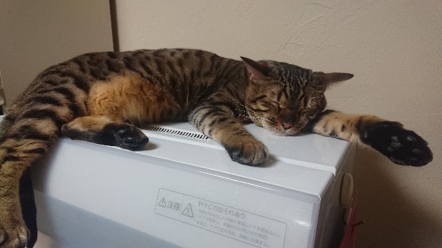 f:id:kote2bengal:20200321201930j:image f:id:kote2bengal:20200321201930j:image