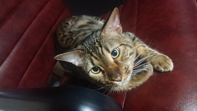 f:id:kote2bengal:20200620195211j:image