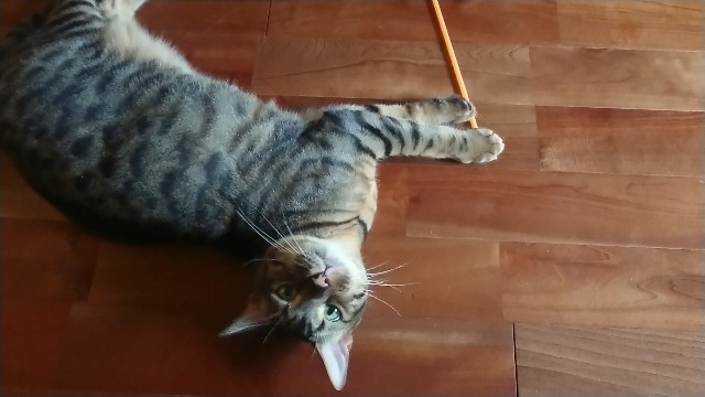 f:id:kote2bengal:20200808194832j:image