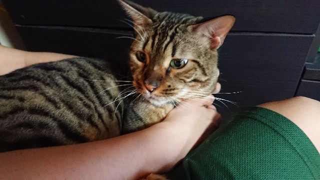 f:id:kote2bengal:20200815220317j:image