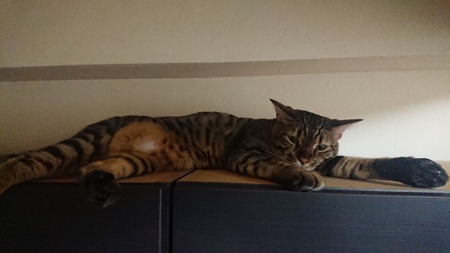 f:id:kote2bengal:20200906203203j:image