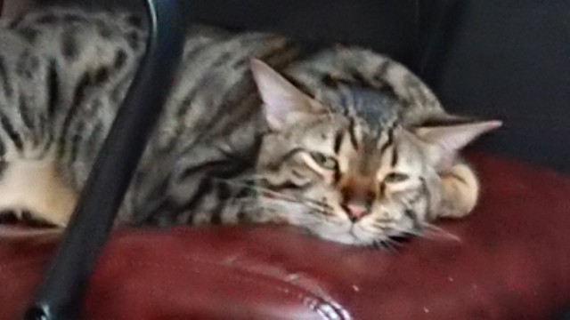 f:id:kote2bengal:20200921140451j:image