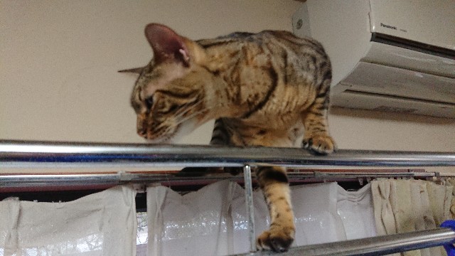 f:id:kote2bengal:20200927120741j:image