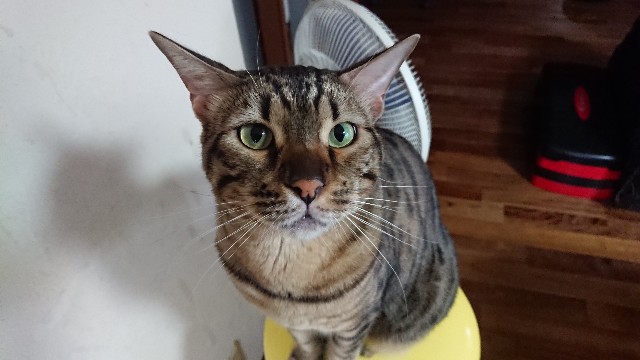 f:id:kote2bengal:20201005122415j:image