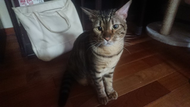 f:id:kote2bengal:20201009121549j:image