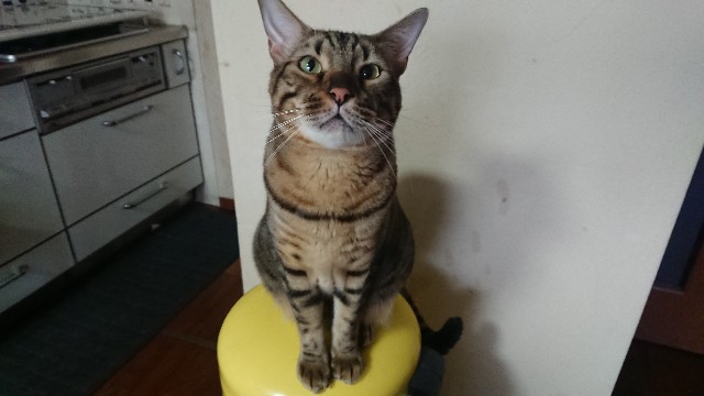 f:id:kote2bengal:20201107122135j:image