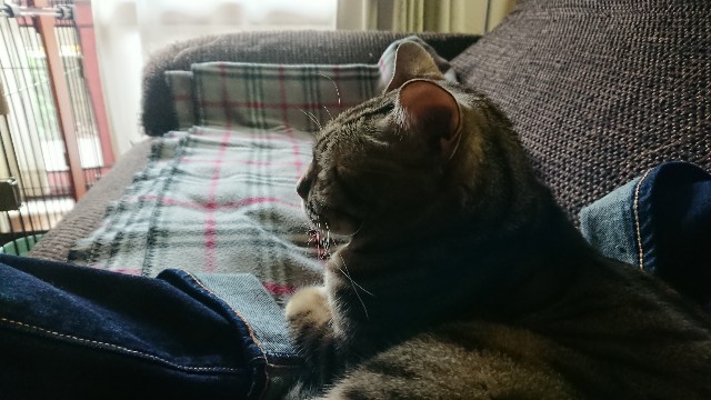 f:id:kote2bengal:20201128072842j:image