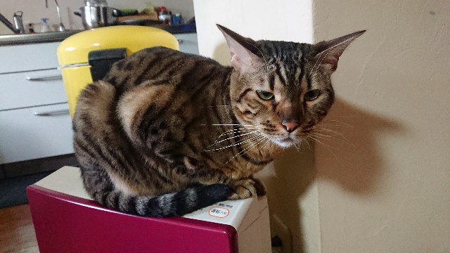 f:id:kote2bengal:20201129115230j:image