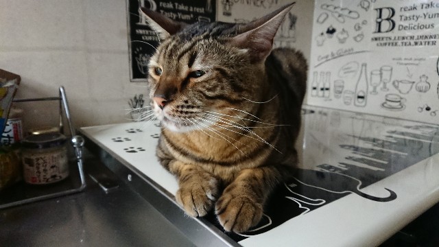 f:id:kote2bengal:20201211120011j:image