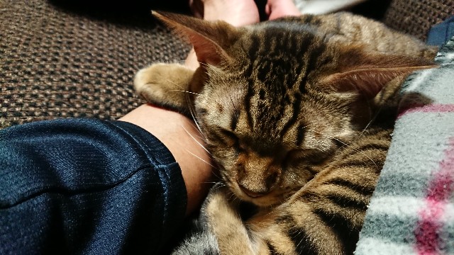 f:id:kote2bengal:20201212213058j:image
