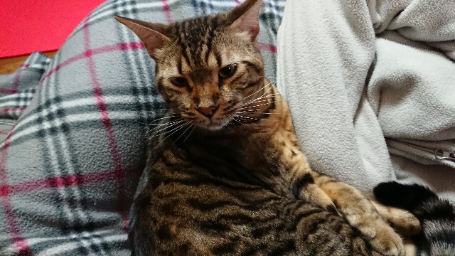 f:id:kote2bengal:20201220133900j:image