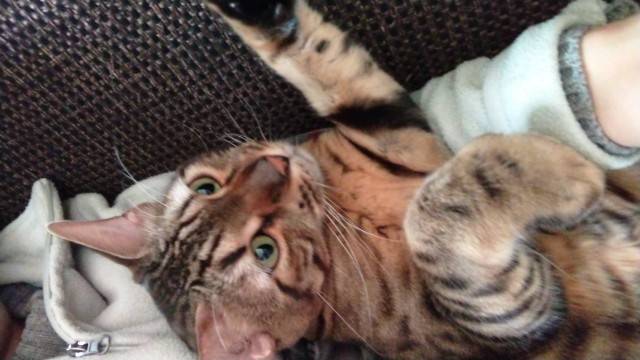 f:id:kote2bengal:20201220200655j:image