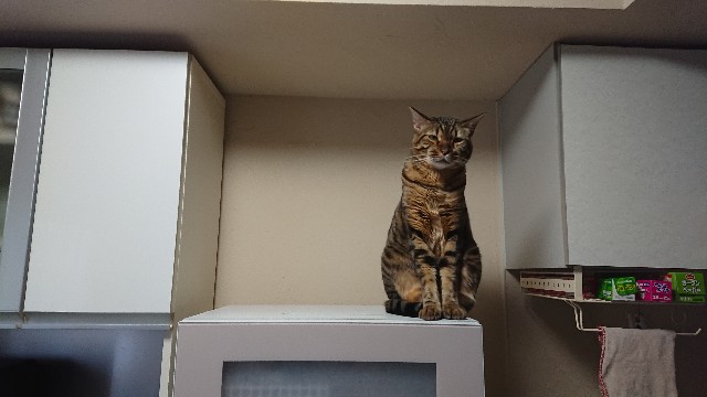 f:id:kote2bengal:20201221120314j:image