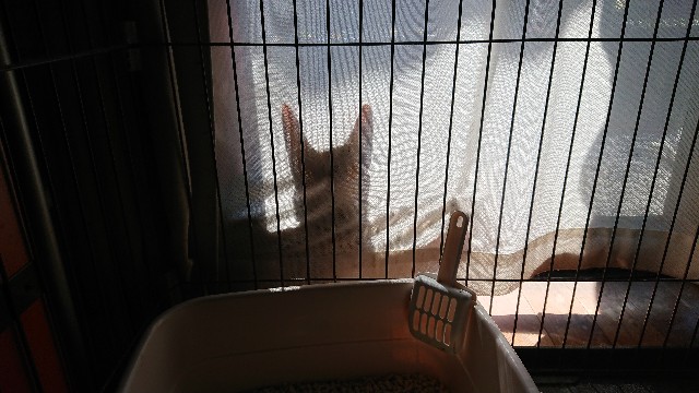 f:id:kote2bengal:20210802075249j:image