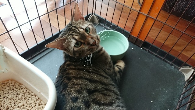 f:id:kote2bengal:20210807123012j:image