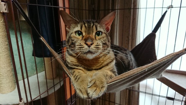 f:id:kote2bengal:20210808194959j:image