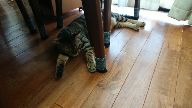 f:id:kote2bengal:20210904063039j:image