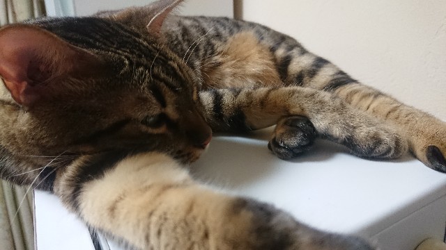 f:id:kote2bengal:20210909123342j:image