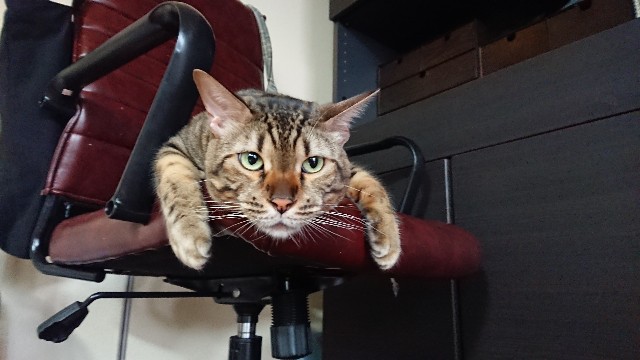 f:id:kote2bengal:20210918221819j:image