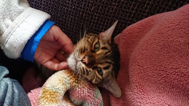 f:id:kote2bengal:20211107225845j:image