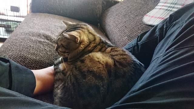 f:id:kote2bengal:20211110121926j:image