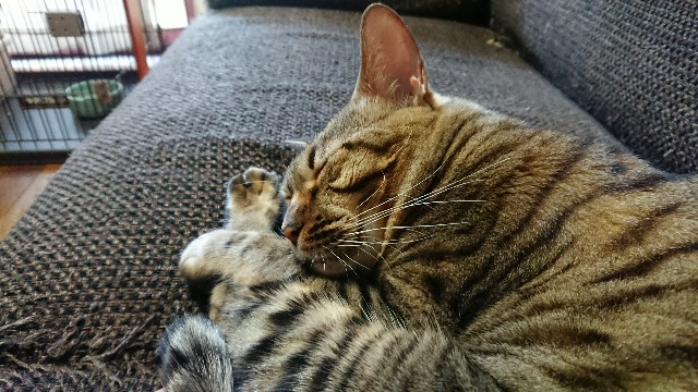 f:id:kote2bengal:20211113210339j:image