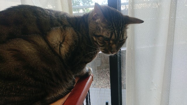 f:id:kote2bengal:20211114084820j:image