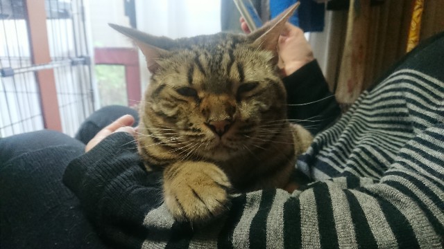 f:id:kote2bengal:20211114114557j:image