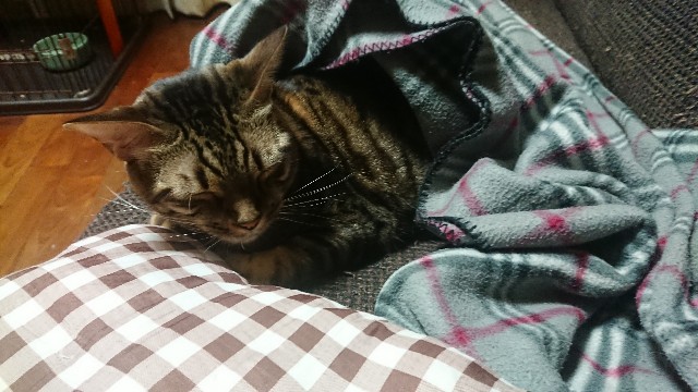 f:id:kote2bengal:20211115074800j:image