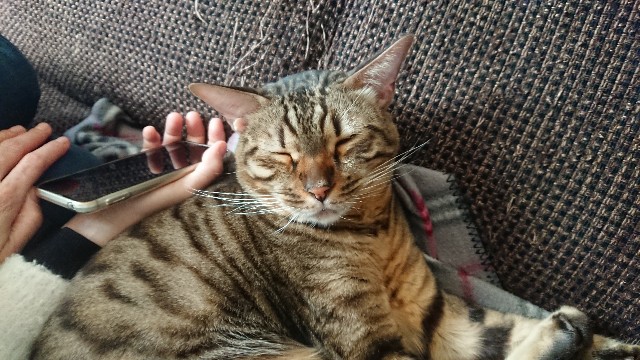 f:id:kote2bengal:20211204195430j:image