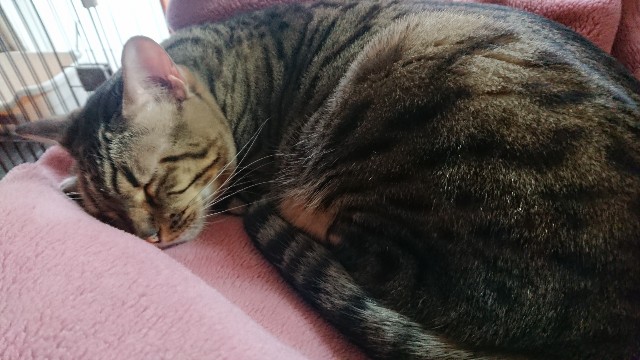 f:id:kote2bengal:20211206121744j:image