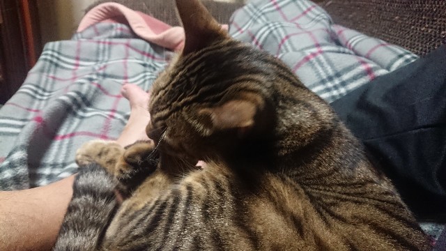 f:id:kote2bengal:20211206215245j:image